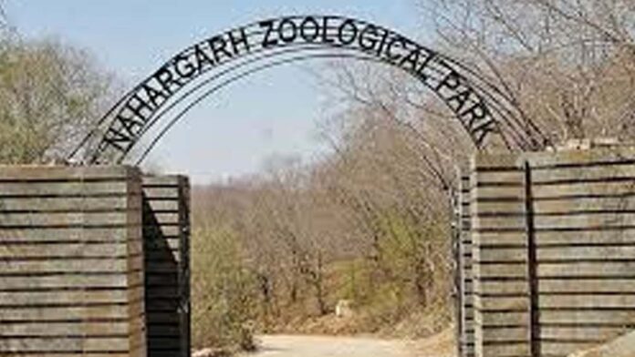 Good News from Nahargarh Biological Park: Female Tiger Chameli Gives Birth to a Cub