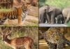 जयपुर वन मंडल में वन्यजीव गणना आज से प्रारम्भ Wildlife census begins today in Jaipur Forest Division