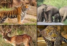 जयपुर वन मंडल में वन्यजीव गणना आज से प्रारम्भ Wildlife census begins today in Jaipur Forest Division