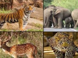 जयपुर वन मंडल में वन्यजीव गणना आज से प्रारम्भ Wildlife census begins today in Jaipur Forest Division
