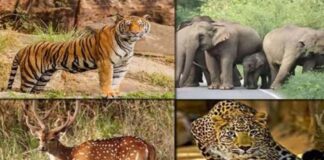 जयपुर वन मंडल में वन्यजीव गणना आज से प्रारम्भ Wildlife census begins today in Jaipur Forest Division