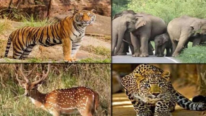 Wildlife census begins today in Jaipur Forest Division