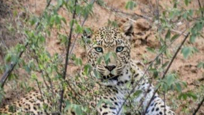 Leopards Easily Visible at Beed Papad Safari