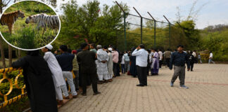 नाहरगढ़ जैविक उद्यान में उमड़ा पर्यटकों का सैलाब: व्हाइट टाइगर भीम और गोल्डन टाइग्रेस स्कंधी बने आकर्षण का केंद्र A massive crowd of tourists flocked to Nahargarh Biological Park.