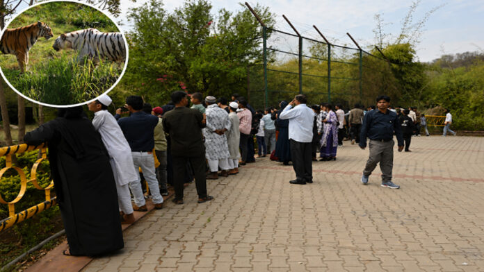 A massive crowd of tourists flocked to Nahargarh Biological Park. A massive crowd of tourists flocked to Nahargarh Biological Park.