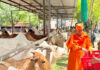 संतों ने किया 40 मिनट गौ-संकीर्तन: ग्रीष्म ऋतु में ठंडी तासीर के फलों से हुई गौ-सेवा Saints performed cow-sankirtan for 40 minutes.