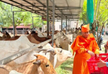 संतों ने किया 40 मिनट गौ-संकीर्तन: ग्रीष्म ऋतु में ठंडी तासीर के फलों से हुई गौ-सेवा Saints performed cow-sankirtan for 40 minutes.