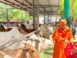 संतों ने किया 40 मिनट गौ-संकीर्तन: ग्रीष्म ऋतु में ठंडी तासीर के फलों से हुई गौ-सेवा Saints performed cow-sankirtan for 40 minutes.