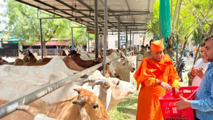 Saints performed cow-sankirtan for 40 minutes. Saints performed cow-sankirtan for 40 minutes.