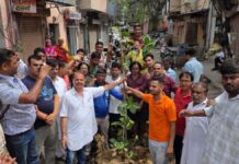 विरासत की नई शुरुआत इंदिरा बाजार में 150 साल पुराना बरगद गिरने के बाद जयपुरवासियों ने रोपा नया पेड़ Jaipur residents planted a new tree after a 150-year-old banyan tree fell.