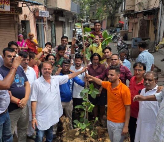 विरासत की नई शुरुआत इंदिरा बाजार में 150 साल पुराना बरगद गिरने के बाद जयपुरवासियों ने रोपा नया पेड़ Jaipur residents planted a new tree after a 150-year-old banyan tree fell.
