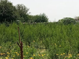 ऑपरेशन क्लीन स्वीप के तहत आमेर में 481 किलो अवैध गांजा जब्त, 3347 पौधे उखाड़े