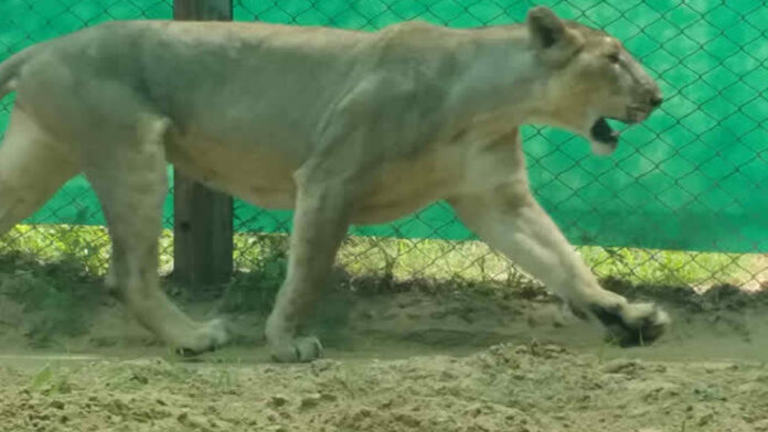 lion