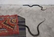 मंदिर में पूजा के दौरान पहुंचे नाग-नागिन:दर्शन के लिए उमड़ी श्रद्धालुओं की भीड़ A pair of snakes appeared during worship at the temple.