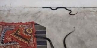 मंदिर में पूजा के दौरान पहुंचे नाग-नागिन:दर्शन के लिए उमड़ी श्रद्धालुओं की भीड़ A pair of snakes appeared during worship at the temple.