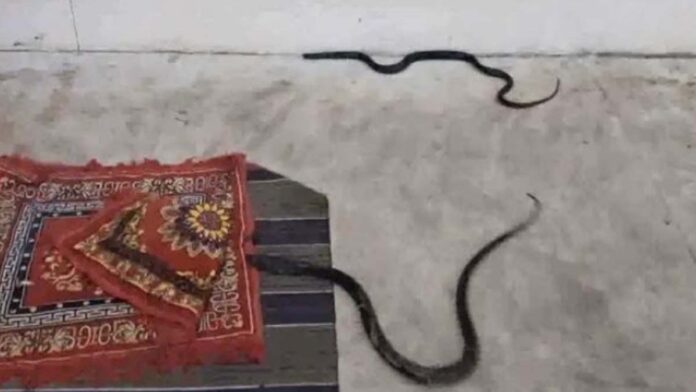 A pair of snakes appeared during worship at the temple. A pair of snakes appeared during worship at the temple.