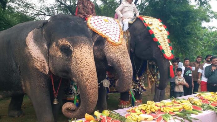hathi