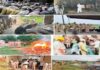 राजस्थान में नशे के खिलाफ बड़ा अभियान: हजारों किलो मादक पदार्थ नष्ट Major anti-drug campaign in Rajasthan: Thousands of kilograms of narcotics destroyed.