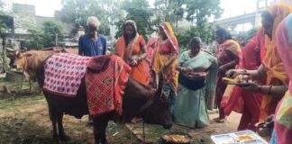 बछ बारस पर गूंजे मंगल गीत: गाय-बछड़े की पूजा कर महिलाओं ने मांगी संतान की लंबी उम्र