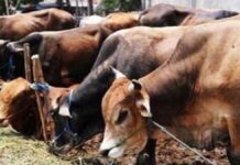 27 सितंबर को सजेगी ‘एक शाम गौमाता के नाम’ भजन संध्या: गौसेवा कार्यों का होगा आयोजन 'Ek Shaam Gaumata Ke Naam' Bhajan Evening to be held on September 27.