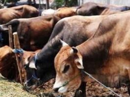 27 सितंबर को सजेगी ‘एक शाम गौमाता के नाम’ भजन संध्या: गौसेवा कार्यों का होगा आयोजन 'Ek Shaam Gaumata Ke Naam' Bhajan Evening to be held on September 27.
