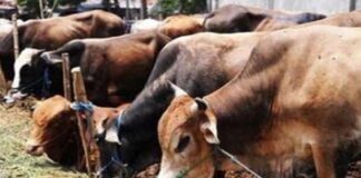 27 सितंबर को सजेगी ‘एक शाम गौमाता के नाम’ भजन संध्या: गौसेवा कार्यों का होगा आयोजन 'Ek Shaam Gaumata Ke Naam' Bhajan Evening to be held on September 27.