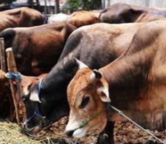 27 सितंबर को सजेगी ‘एक शाम गौमाता के नाम’ भजन संध्या: गौसेवा कार्यों का होगा आयोजन 'Ek Shaam Gaumata Ke Naam' Bhajan Evening to be held on September 27.