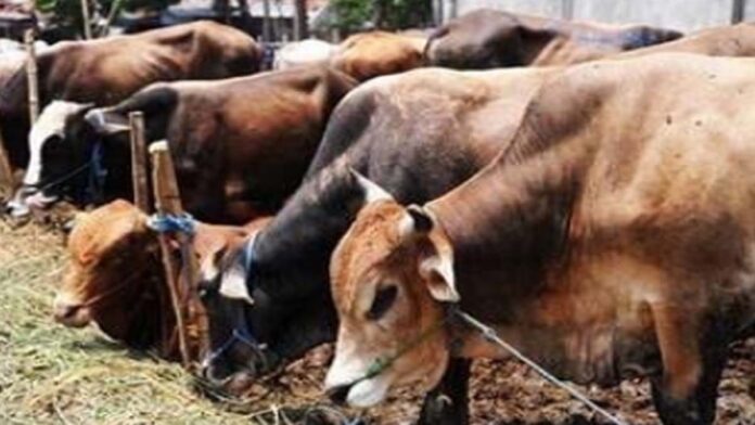 'Ek Shaam Gaumata Ke Naam' Bhajan Evening to be held on September 27. 'Ek Shaam Gaumata Ke Naam' Bhajan Evening to be held on September 27.