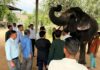 गणेश चतुर्थी पर लगा हाथी गांव में हाथियों के लिए विशेष चिकित्सा शिविर Special medical camp for elephants organized at Hathi Gaon on Ganesh Chaturthi.