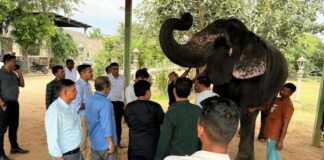 गणेश चतुर्थी पर लगा हाथी गांव में हाथियों के लिए विशेष चिकित्सा शिविर Special medical camp for elephants organized at Hathi Gaon on Ganesh Chaturthi.