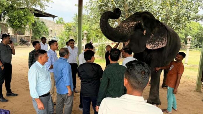 Special medical camp for elephants organized at Hathi Gaon on Ganesh Chaturthi. Special medical camp for elephants organized at Hathi Gaon on Ganesh Chaturthi.