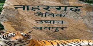नाहरगढ़ बायोलॉजिकल पार्क में बाघ के हमले के बाद तीन अधिकारी एपीओ
