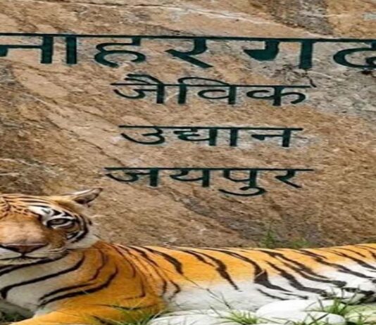नाहरगढ़ बायोलॉजिकल पार्क में बाघ के हमले के बाद तीन अधिकारी एपीओ