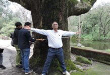 आबू में मिला ब्रिटिश काल में रोपा गया करीब 150 साल पुराना पेड़