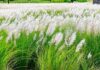 बारिश की विदाई का संदेश… कांस के फूलों से सफेद हुई धरती A message bidding farewell to the rains… the earth turned white with Kans flowers.