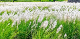 बारिश की विदाई का संदेश… कांस के फूलों से सफेद हुई धरती A message bidding farewell to the rains… the earth turned white with Kans flowers.