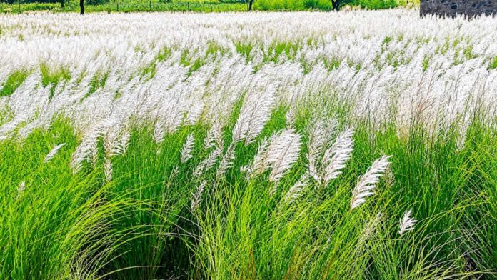 A message bidding farewell to the rains… the earth turned white with Kans flowers. A message bidding farewell to the rains… the earth turned white with Kans flowers.