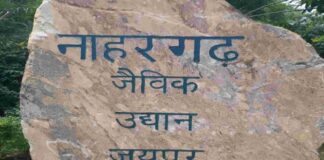 एक महीने बाद फिर शुरू हुई नाहरगढ़ की टाइगर-लॉयन सफारी