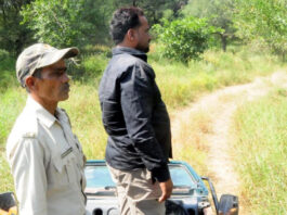 झालाना का ‘राणा’ कहां गया ?12 दिन बाद भी वन विभाग के हाथ खाली