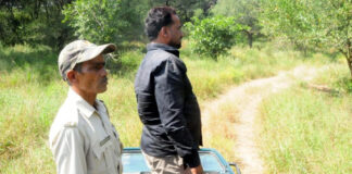 झालाना का ‘राणा’ कहां गया ?12 दिन बाद भी वन विभाग के हाथ खाली