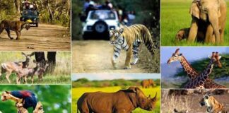 वन्यजीव सप्ताह में गूंजेगा संरक्षण का संदेश: तेंदुआ संरक्षण और मानव-वन्यजीव सह-अस्तित्व पर रहेगा जोर